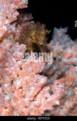 Estuary seahorse (Hippocampus kuda) in orange sponge. Lembeh Strait, North Sulawesi, Indonesia. Stock Photo