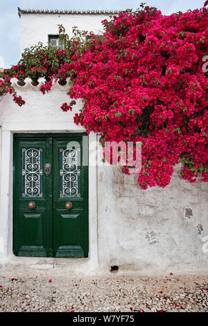 Bougainvillea flowers growing on the wall of a house, Spetses Island, Aegean Sea, Greece. April 2013. Stock Photo