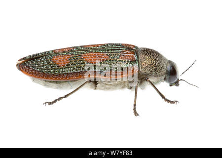 Red spotted jewel beetle (Stigmodera cancellata), Western