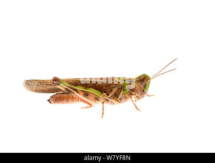 Australian plague locust (Chortoicetes terminifera), Meekatharra Shire, Gascoyne Bioregion, Western Australia. meetyourneighbours.net project Stock Photo