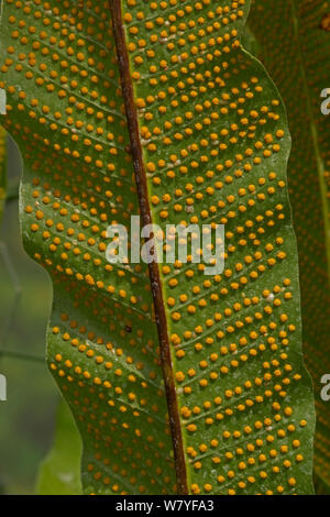 Fern (Selaginella emmeliana) showing sori / spores. Occurs in Central and South America. Stock Photo