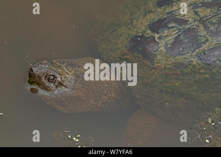 Snapping turtle (Chelydra serpentina) in water, Virginia, USA, September. Stock Photo