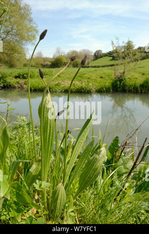 Ribwort plantain (Plantago lanceolata) flowering at the edge of a hay meadow on a river bank, Wiltshire, UK, May. Stock Photo