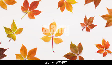 Autumn flat lay of Big and small grape dead leaves on white Stock Photo