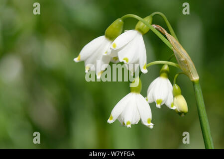 Summer snowflake / Loddon lily (Leucojum aestivum) flowering in damp, riverside woodland, Wiltshire, UK, April. Stock Photo