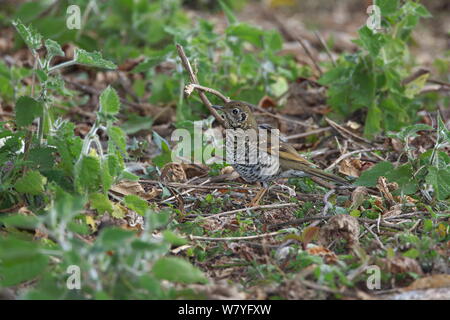 Long-tailed thrush (Zoothera dixoni) Gaoligong Mountain National Nature Reserve, Yunnan Province, China, February. Stock Photo