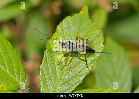Female Pimpla rufipes, the black slip wasp, family Ichneumonidae. On a ...