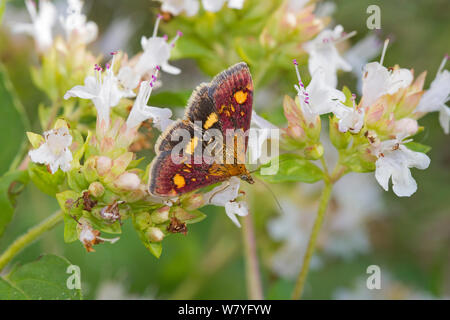 Purple-and-gold micro-moth (Pyrausta purpuralis) Brockley, Lewisham, South East London, England, UK, August. Stock Photo