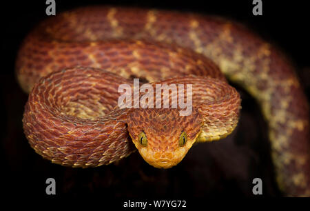 Green bush viper Atheris squamigera , on a branch, captive, Congo