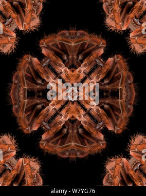 Kaleidoscope pattern formed from picture of Brazilian Pinkbloom tarantula (Pamphobeteus platyomma). See 1499518 for original. EMBARGOED FOR NAT GEO UNTIL the end of 2015 Stock Photo