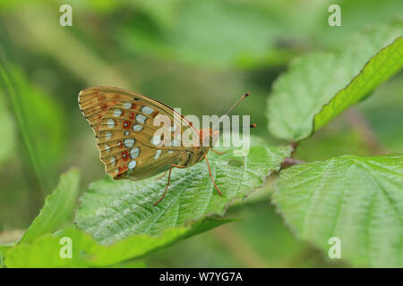 High brown fritillary butterfly (Argynnis adippe) Hautes-Pyrenees, France, June. Stock Photo