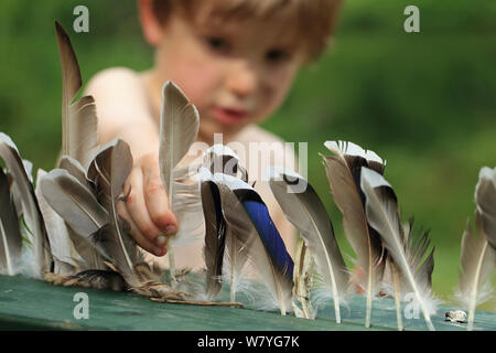 Young boy with Mallard (Anas platyrhynchos) feathers, Norfolk, England, UK, August. Model released. Stock Photo