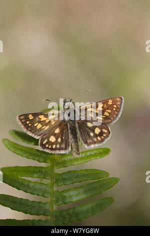 Chequered skipper butterfly, (Carterocephalus palaemon) Highland, Scotland, UK, May. Stock Photo