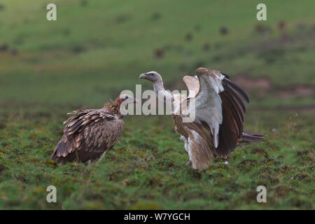 Himalayan griffon vultures (Gyps himalayensis) one with wings stretched, Ruoergai National Nature Reserve, Sichuan Province, China, August., January. Stock Photo