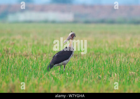 Lesser adjutant stork (Leptoptilos javanicus) Mengzi city, Hong He prefecture, Yunnan Province, China, October. Stock Photo