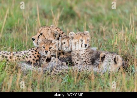 Cheetah (Acinonyx jubatus) female and 3 month cubs, Masai Mara Game Reserve, Kenya, October. Stock Photo