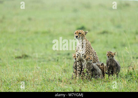 Cheetah (Acinonyx jubatus) female and 4 month cubs in rain, Masai Mara Game Reserve, Kenya, October. Stock Photo