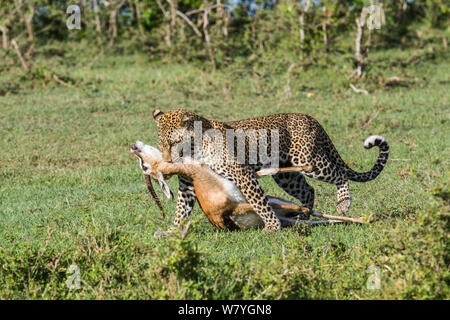 Leopard (Panthera pardus) female carrying kill, Masai Mara Game Reserve, Kenya, October. Stock Photo