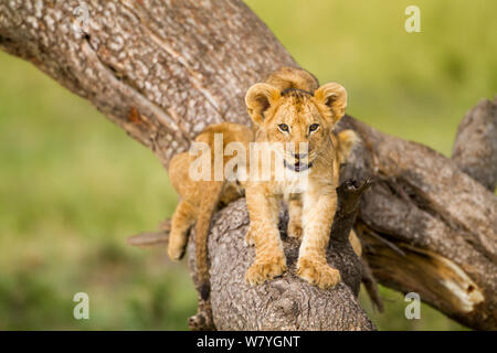 Lion (Panthera leo) cubs playing on dead tree, Masai Mara Game Reserve, Kenya, September. Stock Photo