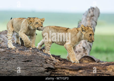 Lion (Panthera leo) cubs playing on dead tree, Masai Mara Game Reserve, Kenya, October. Stock Photo