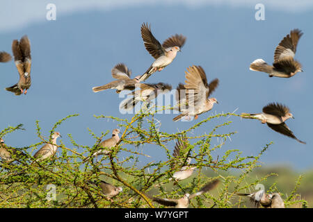 Mourning collared dove (Streptopelia decipiens) and red eyed dove (Streptopelia semitorquata), lake Magadi, Kenya, September. Stock Photo