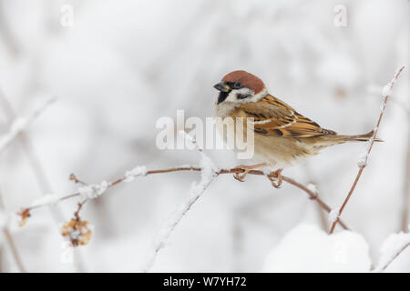 Eurasian Tree Sparrow (Passer montanus) perched on branch in snow. Southern Norway. January. Stock Photo