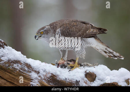 (Northern Goshawk (Accipiter gentilis) feeding on a European Brown Hare ...