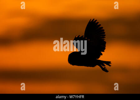 Barn owl (Tyto alba) silhouetted in flight at dawn, UK, April.