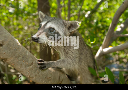 Pygmy Raccoon (Procyon pygmaeus) climbing tree, Cozumel Island, Mexico. Critically endangered endemic species. Stock Photo