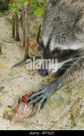 Pygmy Raccoon (Procyon pygmaeus) picking up hermit crab, Cozumel Island, Mexico. Critically endangered endemic species. Stock Photo