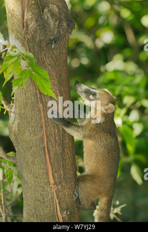 Cozumel Coati (Nasua nelsoni) climbing tree. Cozumel Island, Mexico.  Endemic, Critically endangered species. Stock Photo