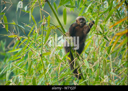 Large headed capuchin (Sapajus macrocephalus) Manu National Park,   Southeast Peru Stock Photo