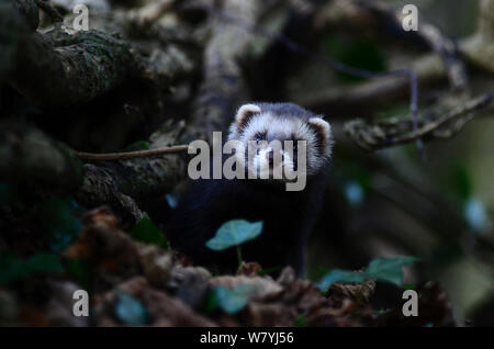 Polecat (Mustela putorius) emerging from hole in hedgebank. Captive reared and released. Dorset, UK December. Stock Photo