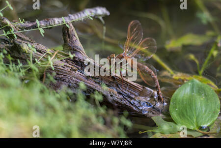 Brown hawker dragonfly (Aeshna grandis) female laying eggs, Kaarina, Lounais-Finland / South-Western Finland, Finland, July. Stock Photo