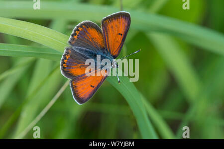 Purple-edged copper butterfly (Lycaena hippothoe) Etela-Karjala / South Karelia, Finland, June. Stock Photo