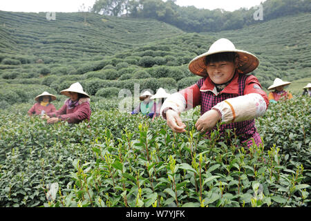 Chinese farmers harvest West Lake Longjing tea leaves at a tea plantation before the Qingming Festival in Hangzhou city, east Chinas Zhejiang province Stock Photo