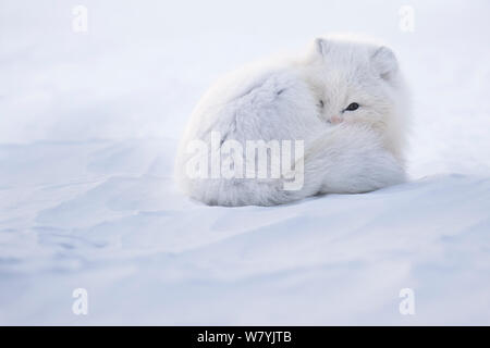 Arctic fox (Alopex lagopus) curled up in winter coat, Spitsbergen, Svalbard, Norway, April. Stock Photo