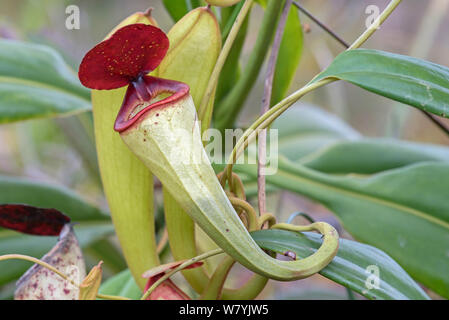 Pitcher plant (Nepenthes Madagascar.iensis),  Manakara, Madagascar. Stock Photo