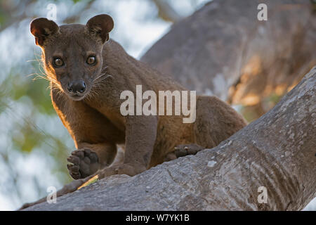 Fosa (Cryptoprocta ferox) male in tree, Kirindy Forest, Madagascar. Stock Photo