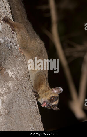 Pale fork-marked lemur (Phaner pallescens) on tree trunk at night, Kirindy Forest, Madagascar. Stock Photo