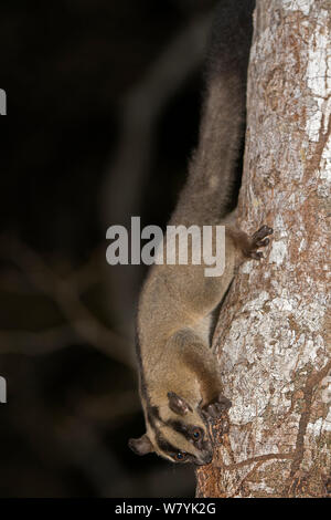 Pale fork-marked lemur (Phaner pallescens) on tree trunk at night, Kirindy Forest, Madagascar. Stock Photo