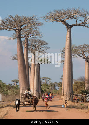 Local people with Zebu carts, Allee des Baobabs / Avenue of the Baobabs (Adansonia grandidieri), Morondave, Madagascar. November 2014. Stock Photo