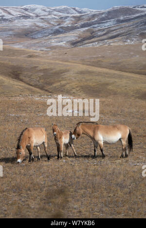 Two wild  Przewalski / Takhi Horse (Equus ferus przewalskii) mares and foal grazing. Hustai National Park, Tuv Province, Mongolia. Endangered species. September. Stock Photo