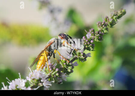 European bee wolf (Philanthus triangulum) feeding on Spearmint flowers (Mentha spicata), Kilada, Greece, August. Stock Photo