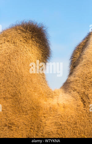 Bactrian Camel, Endangered Species Stock Photo - Alamy