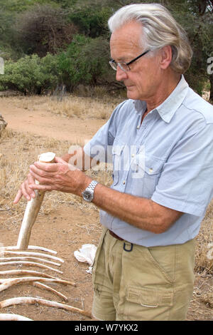 Iain Douglas-Hamiton researching African elephant (Loxodonta africana) bones at Save the Elephants, Kenya. Model released. Stock Photo