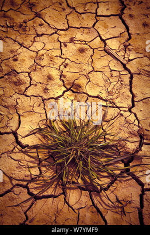 Infertile land burned by the sun: famine and poverty concept - toned image Stock Photo