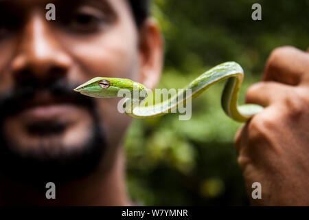 Man holding juvenile vine snake (Ahaetulla nasuta), Agumbe, Thirthahalli taluk, Malnad, Karnataka, India, July.