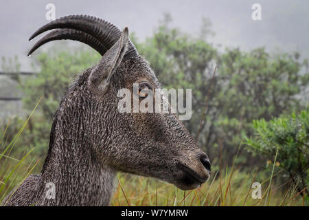 Nilgiri tahr (Nilgiritragus hylocrius) in rain, Munnar, Western Ghats, India, July. Stock Photo