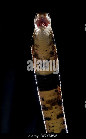 Forest cobra (Naja melanoleuca), captive native to Africa.